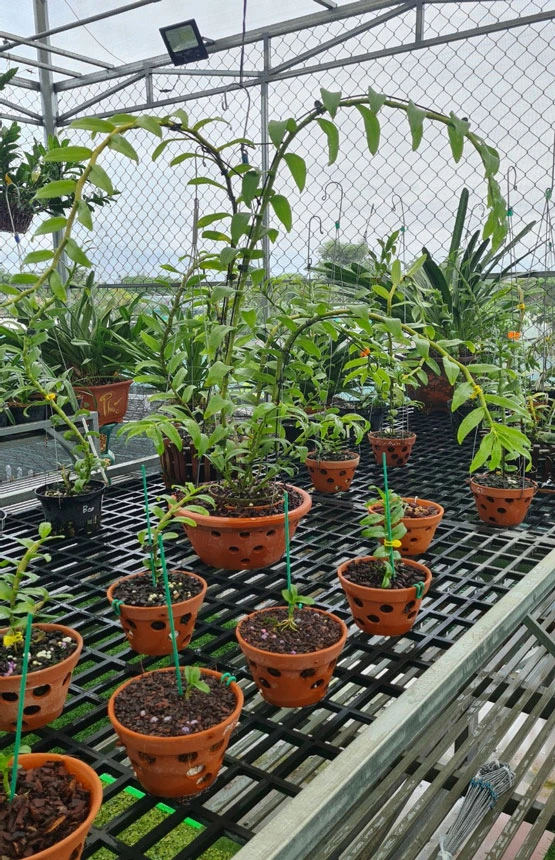 Phong lan Trâm Anh - Địa chỉ lan Var, lan Kiếm, lan Yến...Uy tín, chất lượng