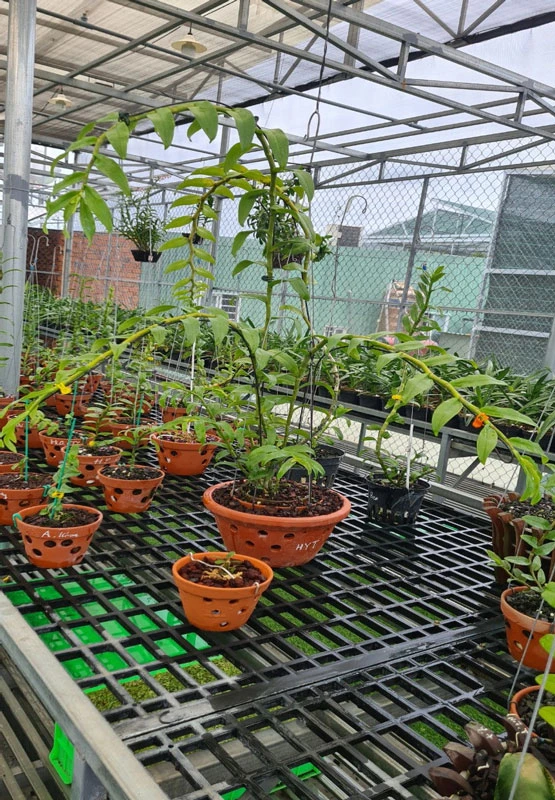 Phong lan Trâm Anh - Địa chỉ lan Var, lan Kiếm, lan Yến...Uy tín, chất lượng
