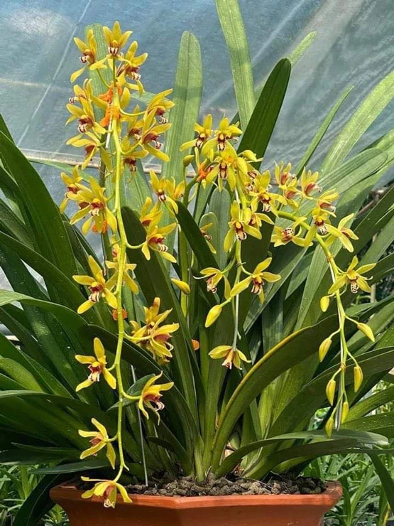 Phong lan Trâm Anh - Địa chỉ lan Var, lan Kiếm, lan Yến...Uy tín, chất lượng